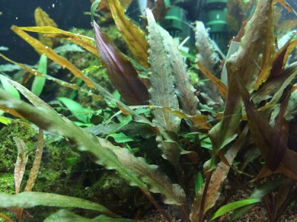 Cryptocoryne undulatus 'Red'/ Gewellter Wasserkelch 1-2-Grow!